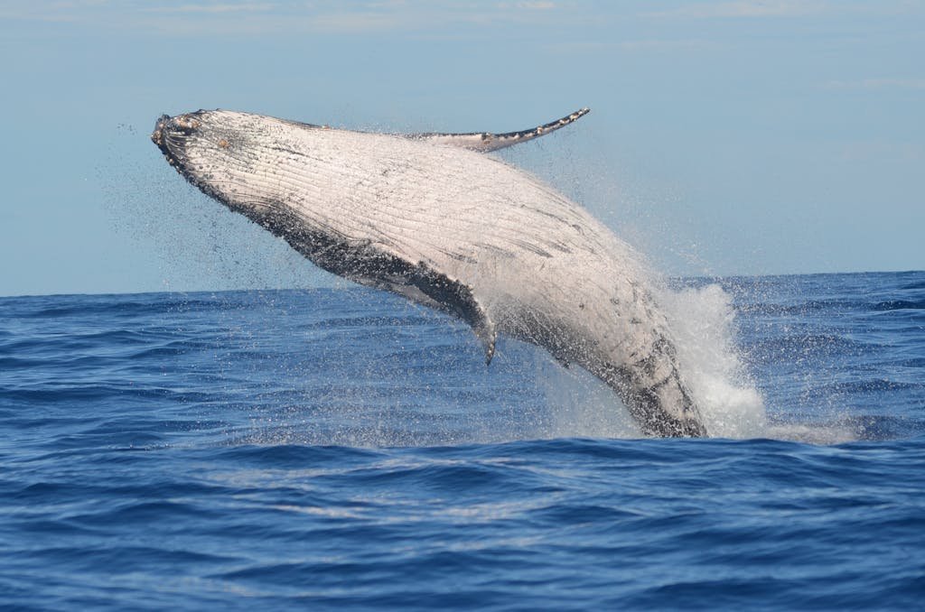 Experience the Spectacular Annual Whale Migration off the Coast of Cairns