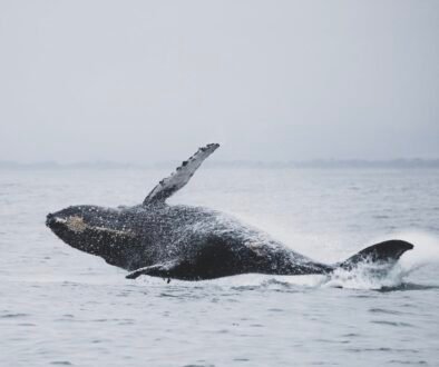 Whale Jumping Above Sea Water